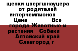 щенки цвергшнауцера от родителей интерчемпионов,   › Цена ­ 35 000 - Все города Животные и растения » Собаки   . Алтайский край,Славгород г.